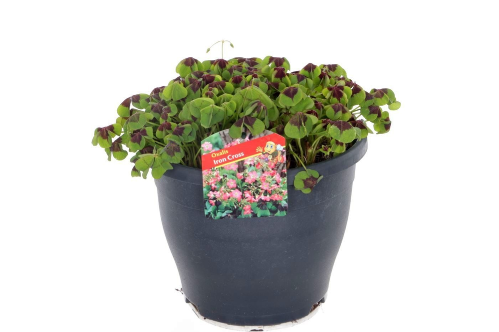 Oxalis tetraphylla Iron Cross.