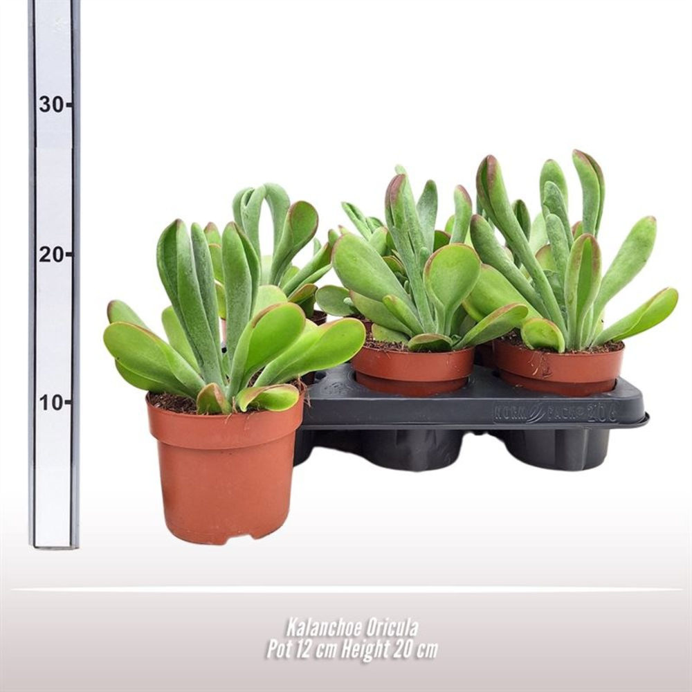 Kalanchoe Oricula.