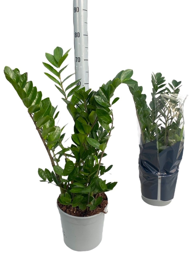 Zamioculcas P21 4-6 veren.