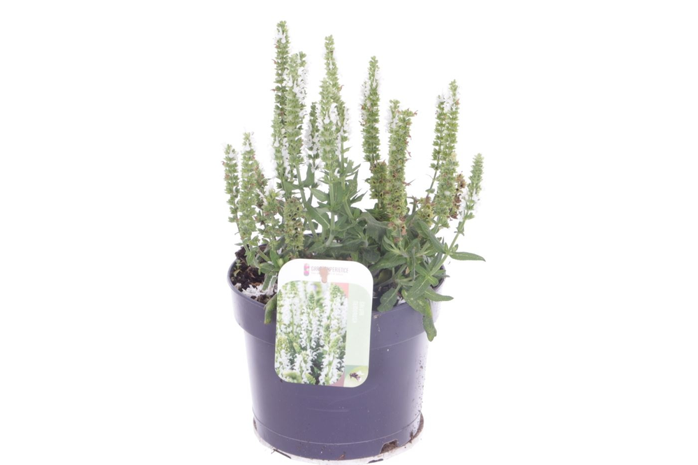 Salvia nemorosa Synchro White.