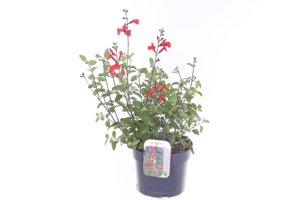 Salvia greggii Royal Bumble.