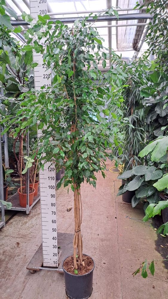 Ficus Exotica multistam 260.