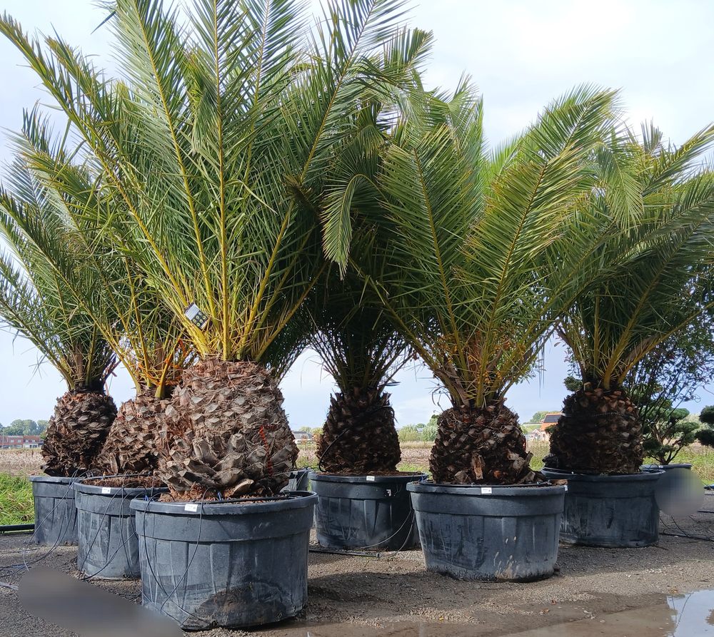 Phoenix canariensis.