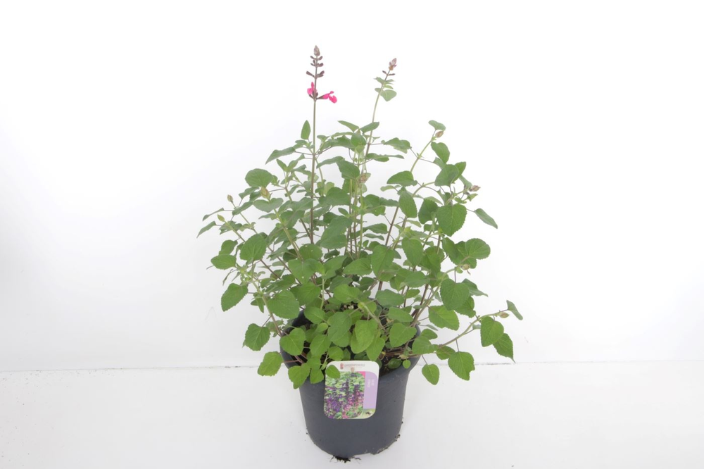 Salvia microphylla Pink Pong.