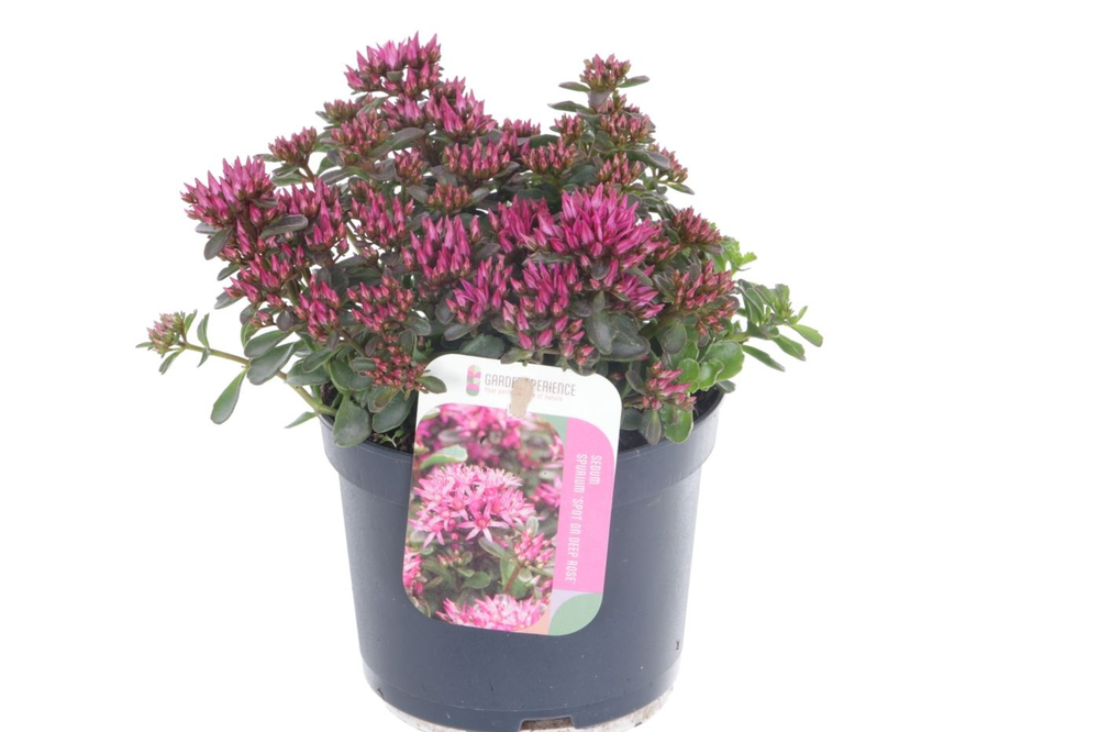 Sedum spurium Spot On Deep Rose.