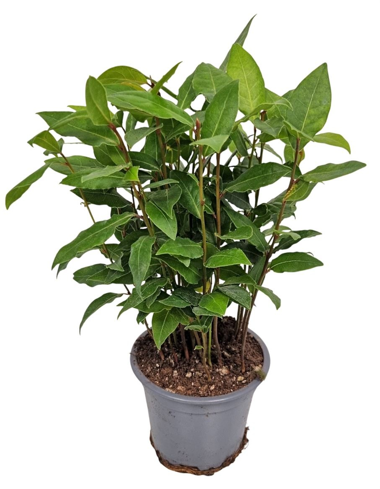 Laurus Nobilis Bush.