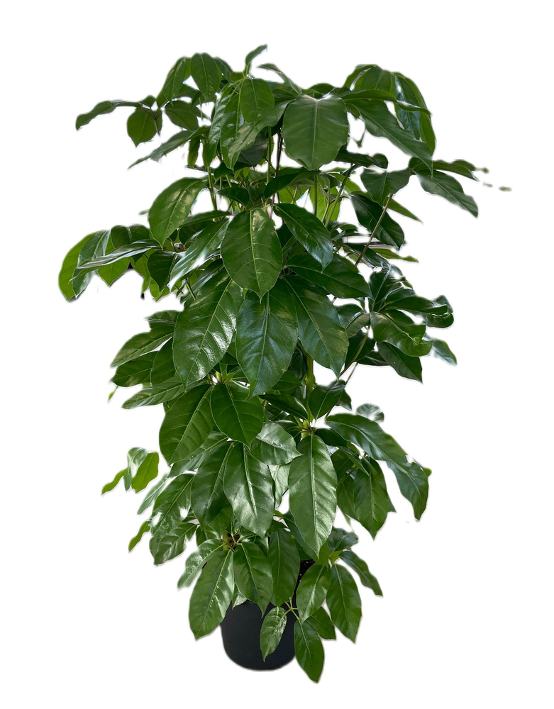 Schefflera actinophylla 'Amate' p38 4pp.