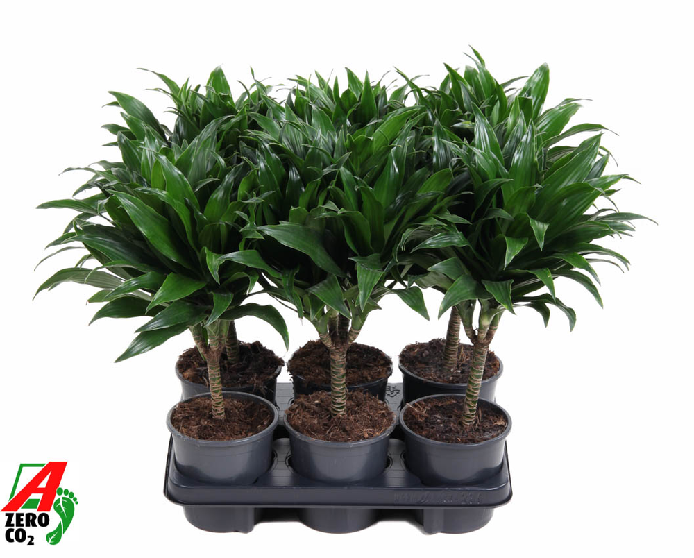 Dracaena Compacta 15cm stam P13.