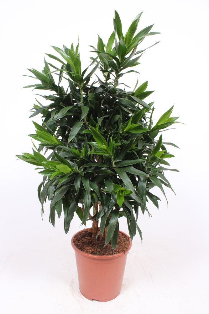 Dracaena reflexa.