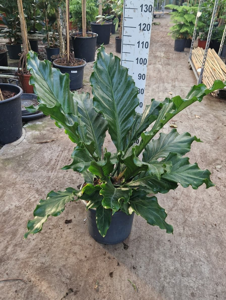 Anthurium crassinervium Karma Birdnest.