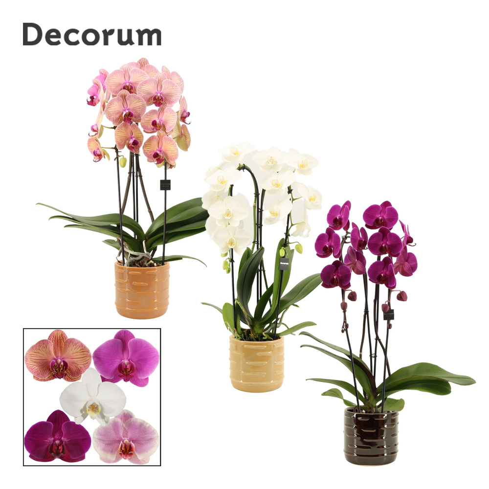 Phalaenopsis cascade 2 tak mix in Lois (Deco-colle.