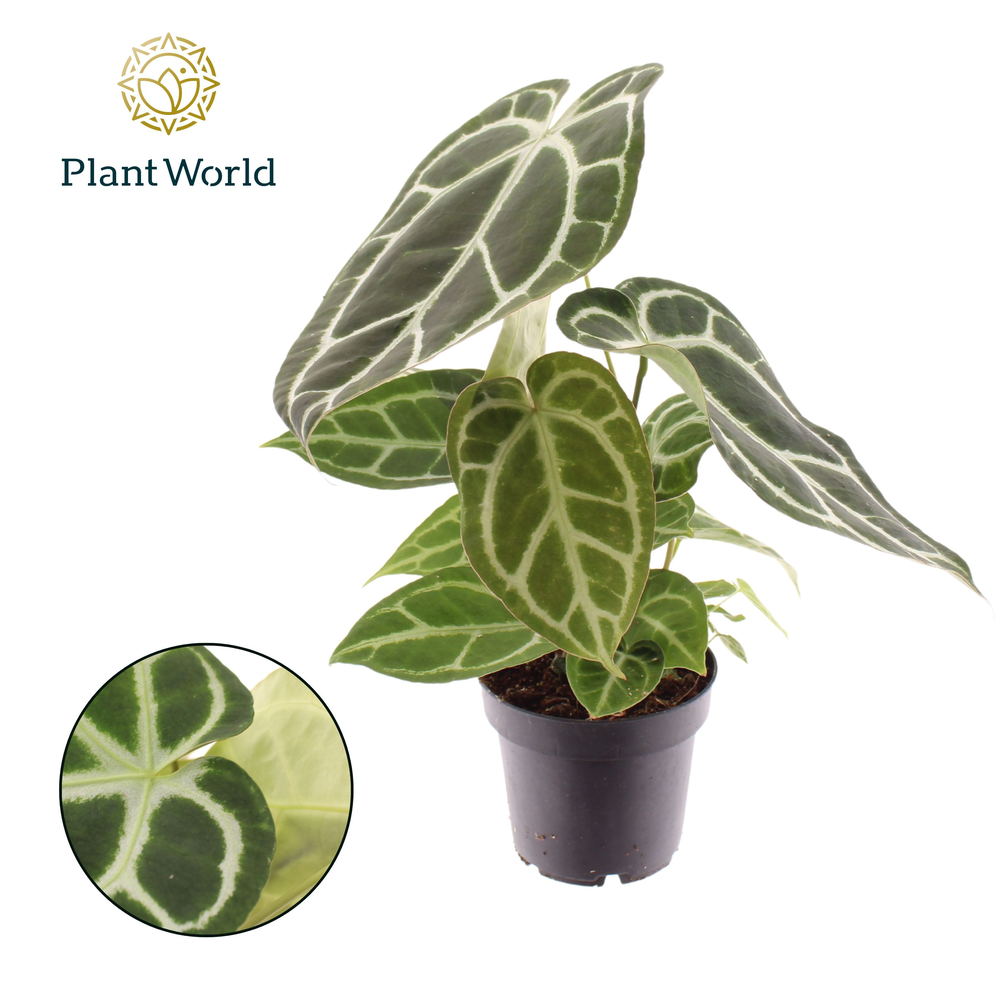 Anthurium Chrystallinum.