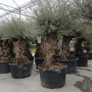 Olea europaea