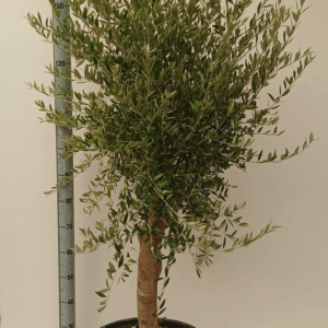 Olea europaea