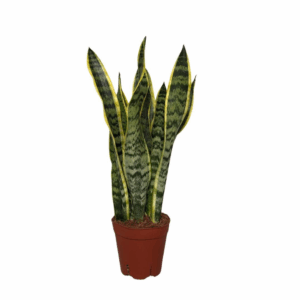 Sansevieria Laurentii Terracotta