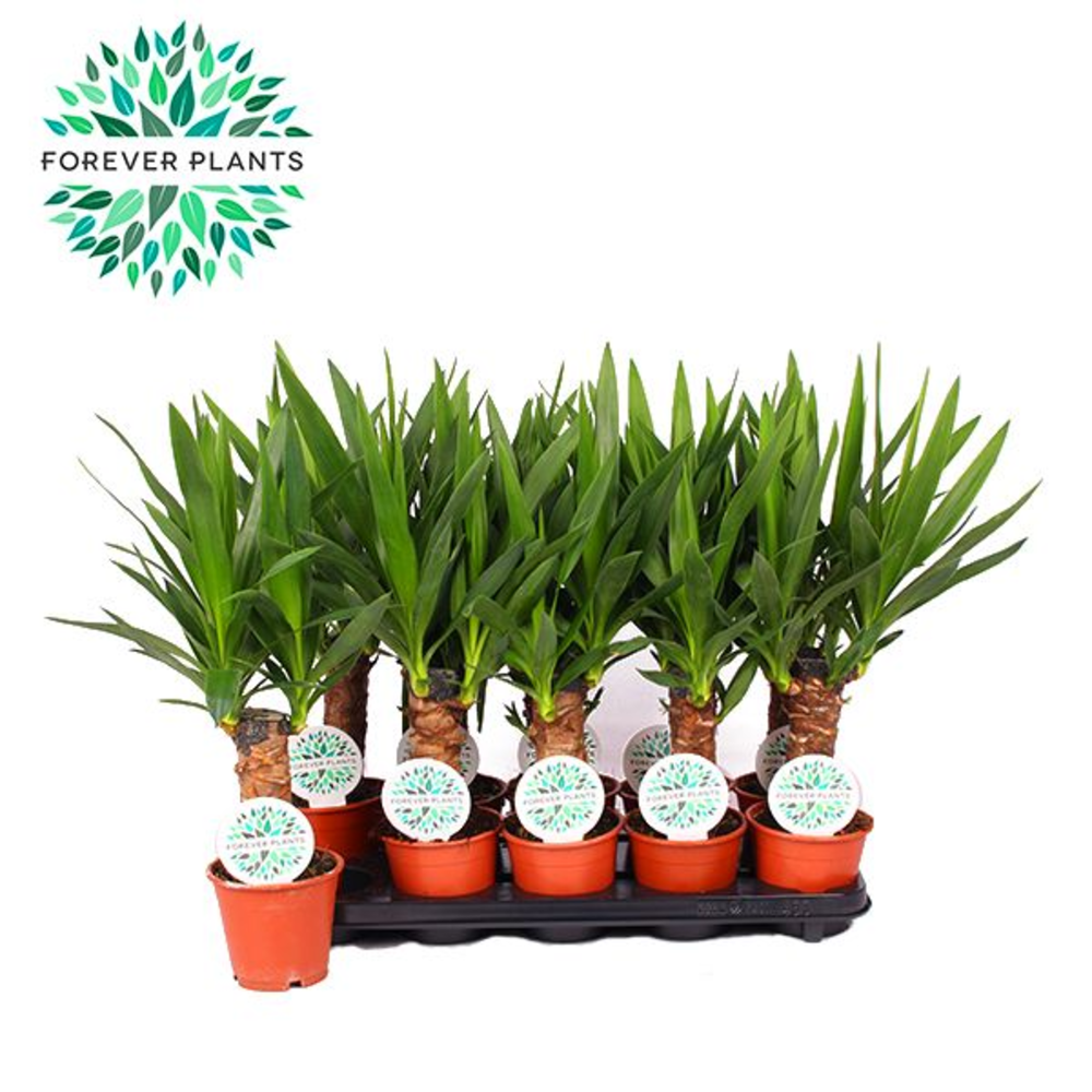 Yucca p12, 20 cm (3+ KOP).