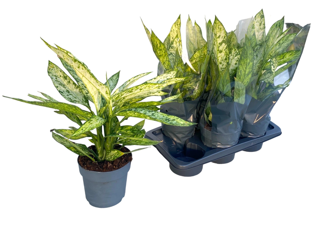 Dieffenbachia 'Vesuvius' P17.
