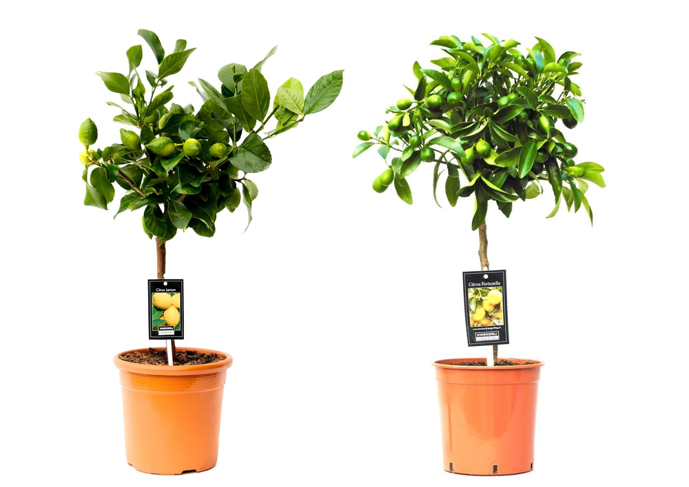 Citrus Mix 2 Soorten.