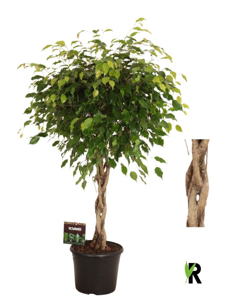 Ficus benj. Exotica melted braid.