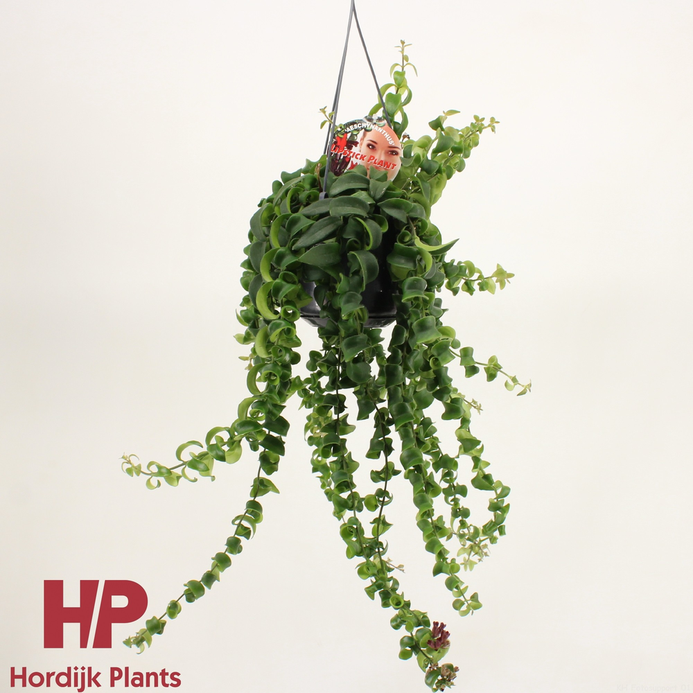 Aeschynanthus 'Bluster'.