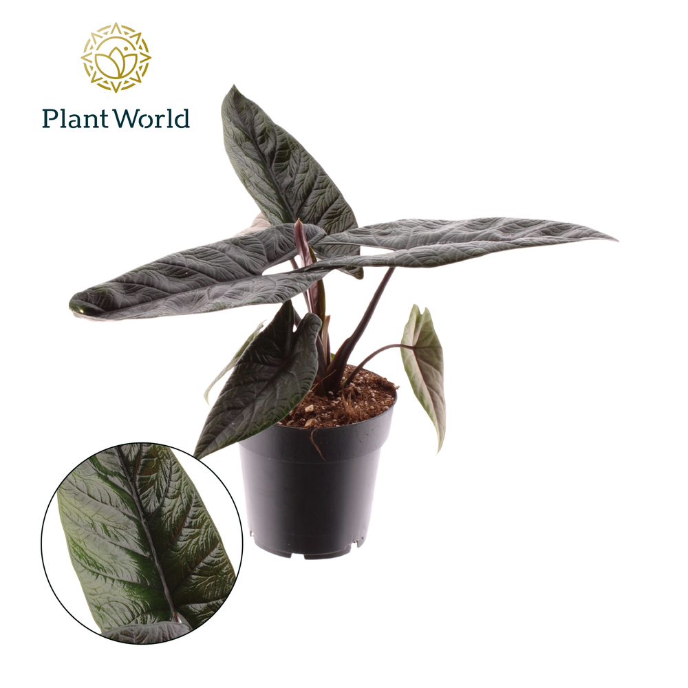 Alocasia Scalprum.