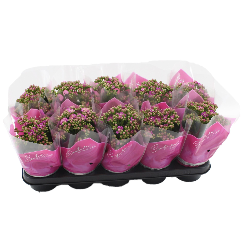 Kalanchoë More Flowers Augusta in Couture sleeve.