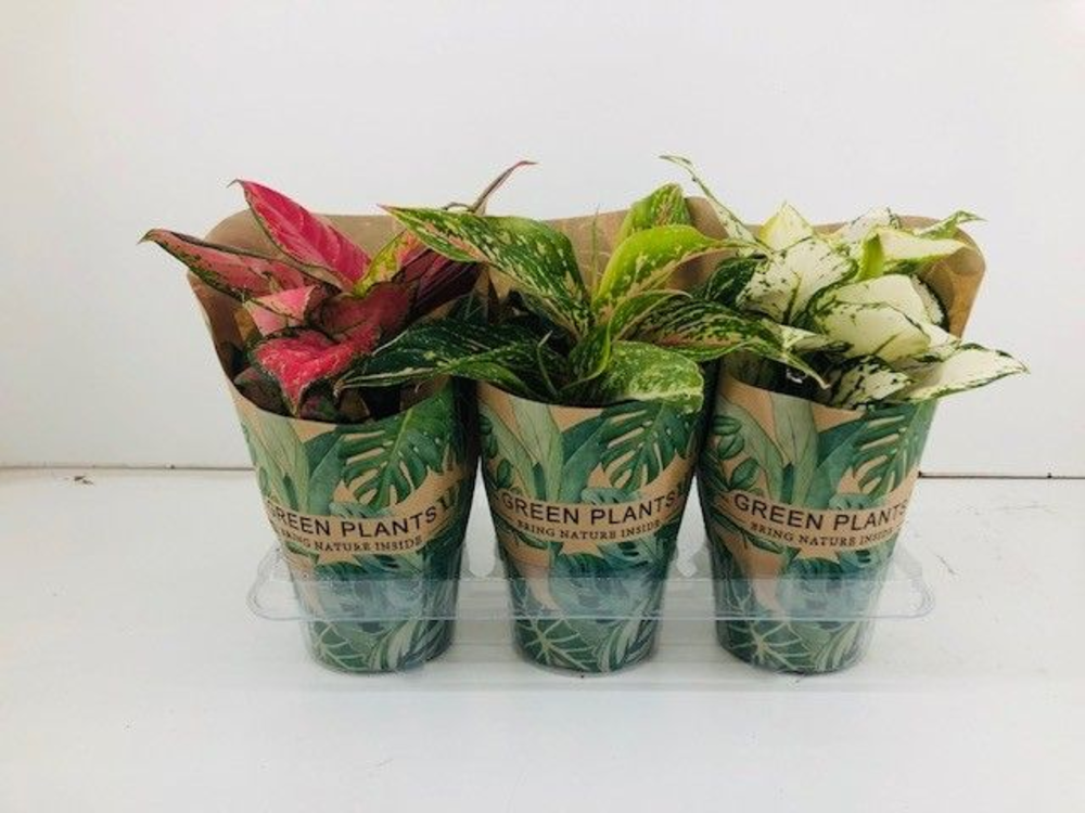Aglaonema Mix P12 cm in Kraft hoes.