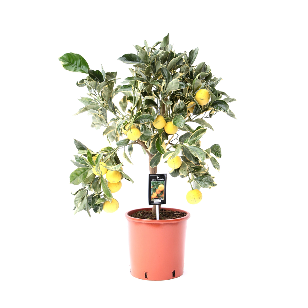 Citrus Variegata.