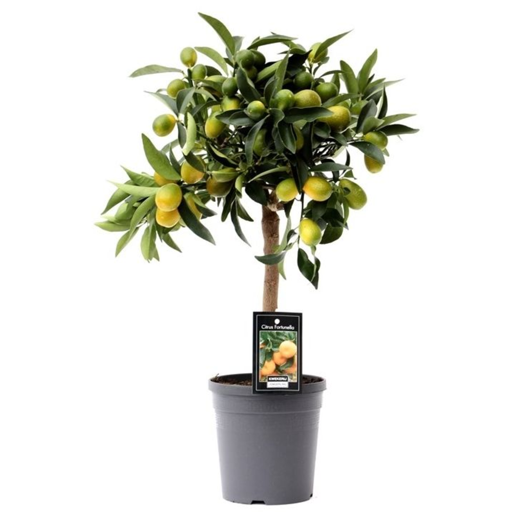 Citrus Kumquat.