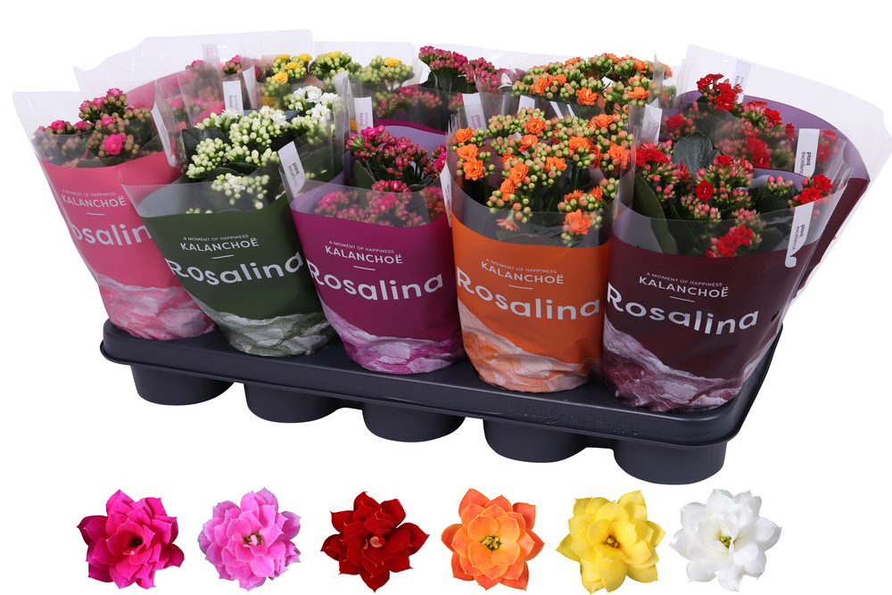 Kalanchoe Rosalina 12cm mix, TST hoes.