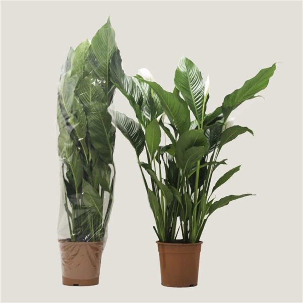 Spathiphyllum Sweet Sebastiano.