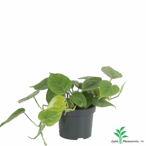 Philodendron scandens.