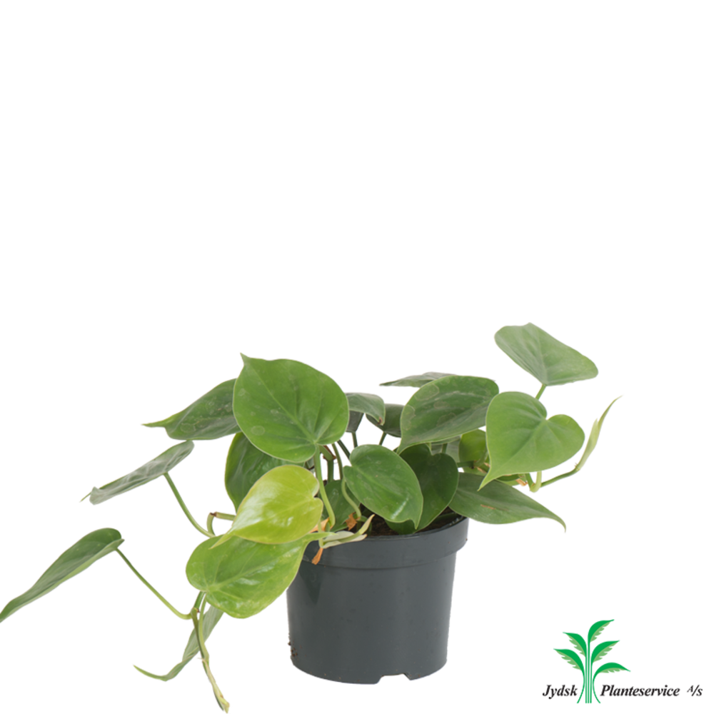 Philodendron scandens.