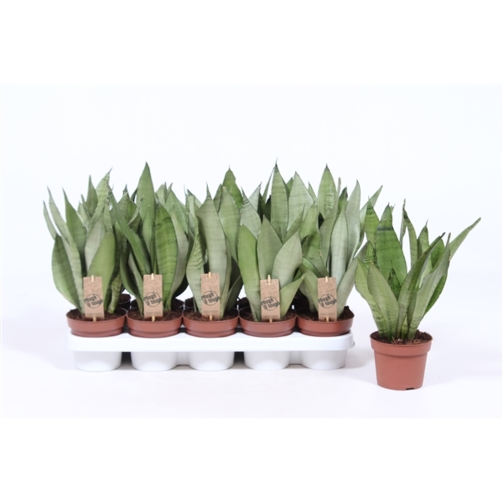 Sansevieria Moonshine.