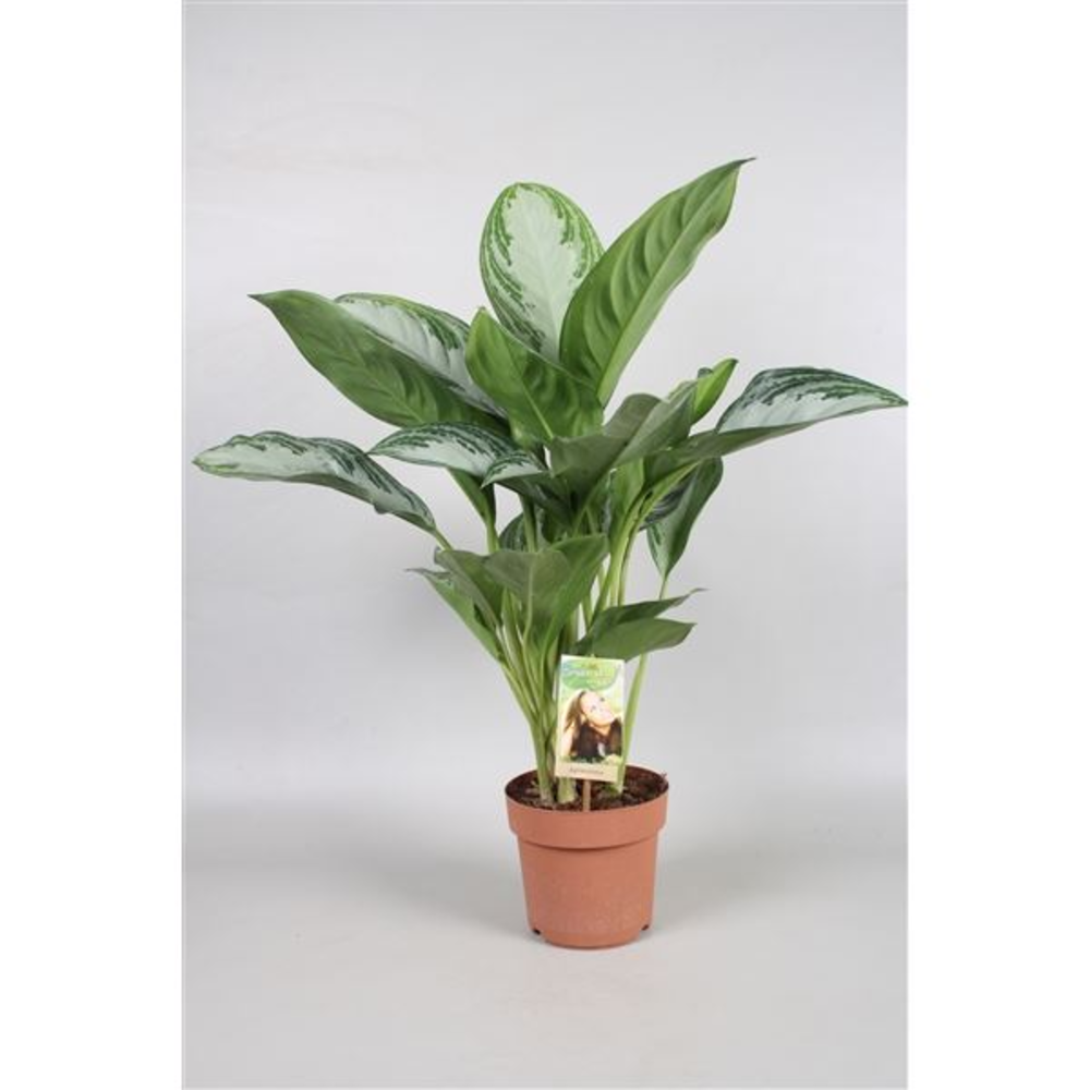 Aglaonema Silver Bay.