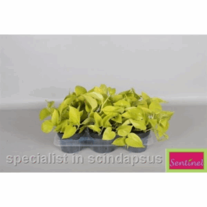 Epipremnum Golden Pothos.