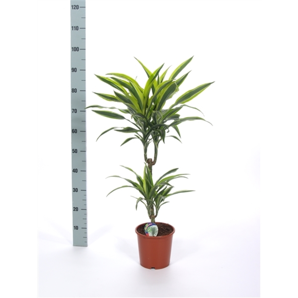 Dracaena Lemon Lime.