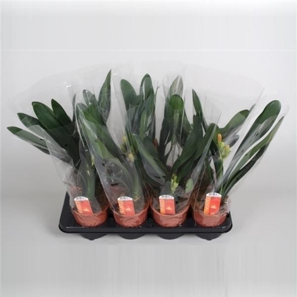 Clivia Miniata.