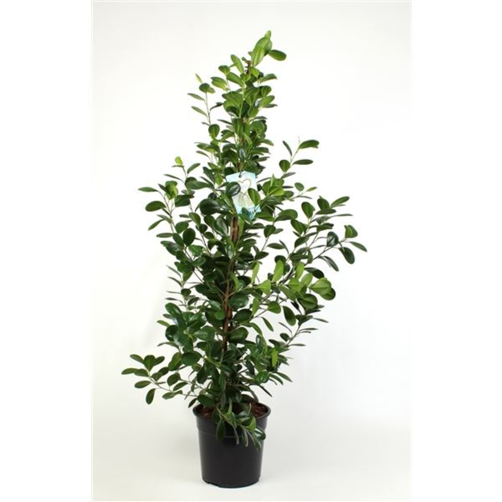 Ficus Moclame.