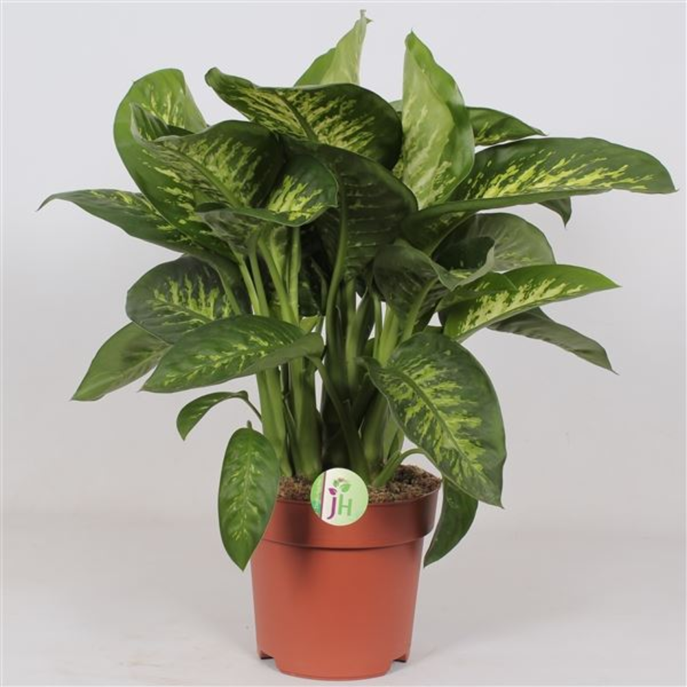 Dieffenbachia Reeva.