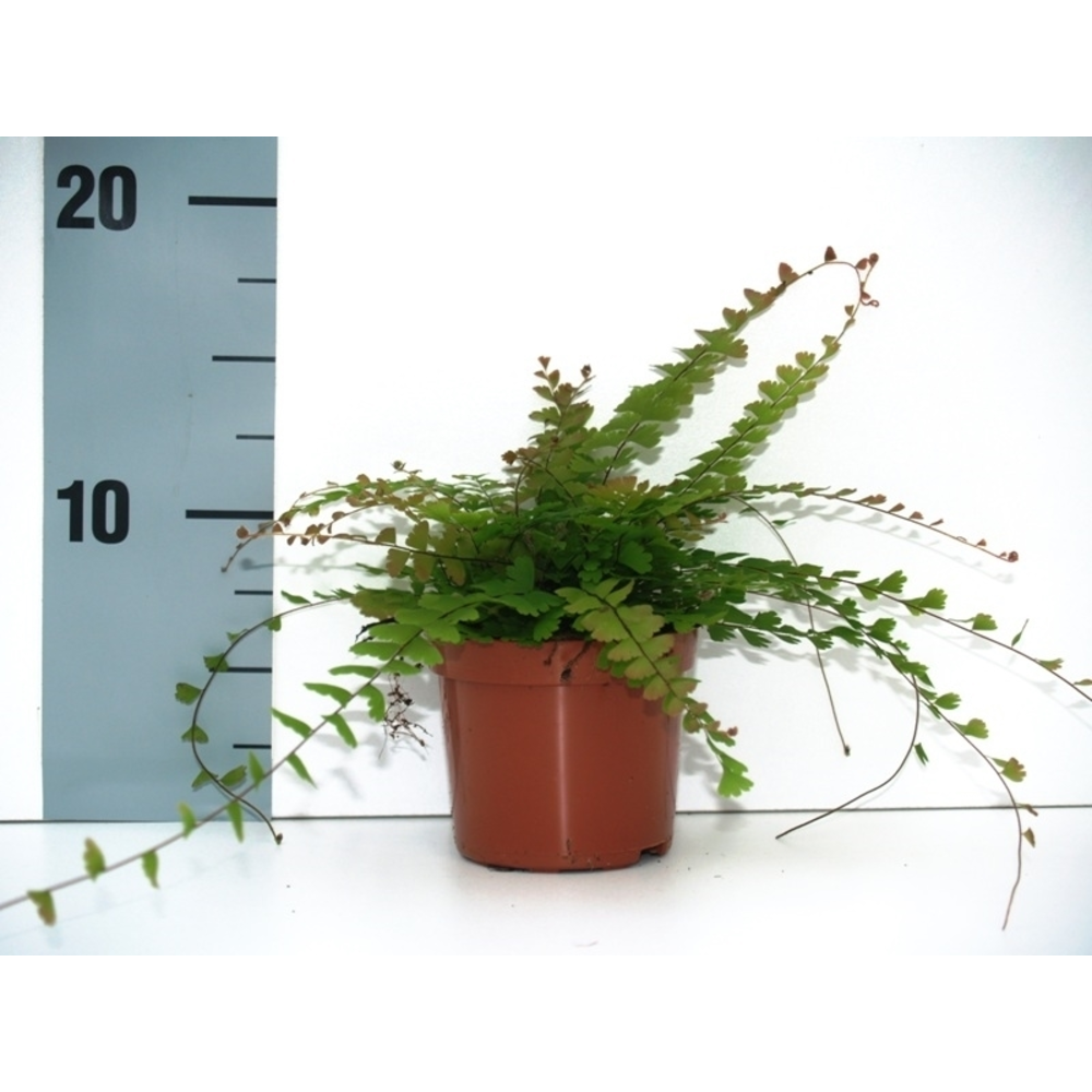 Adiantum Caudatum (Walking Maidenhair).