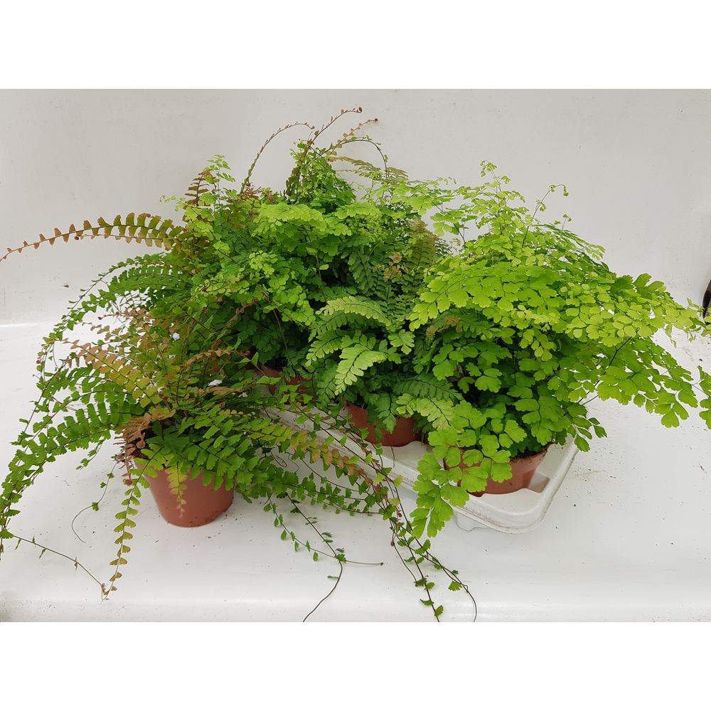 Adiantum Gemengd.