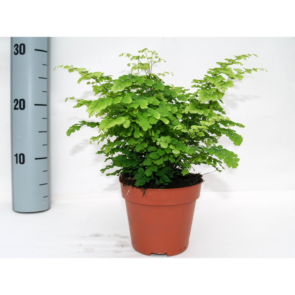 Adiantum Raddianum 'Fritz-Luthi'.