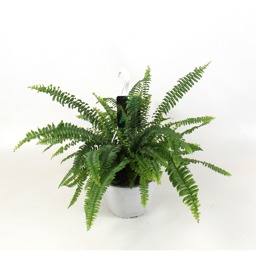 Nephrolepis Sonata Hangpot.