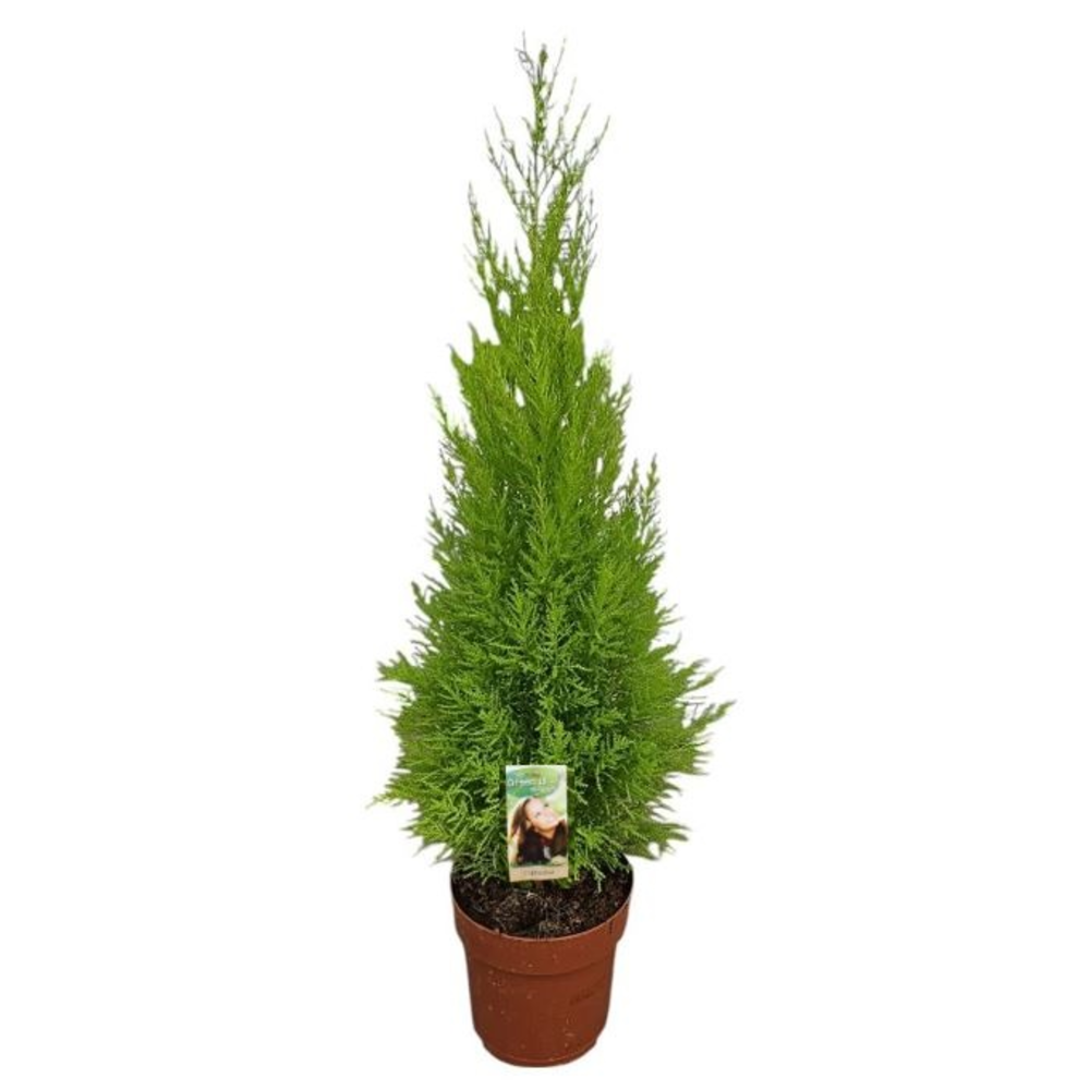 Cupressus Goldcrest Wilma - hoogte 80-90.