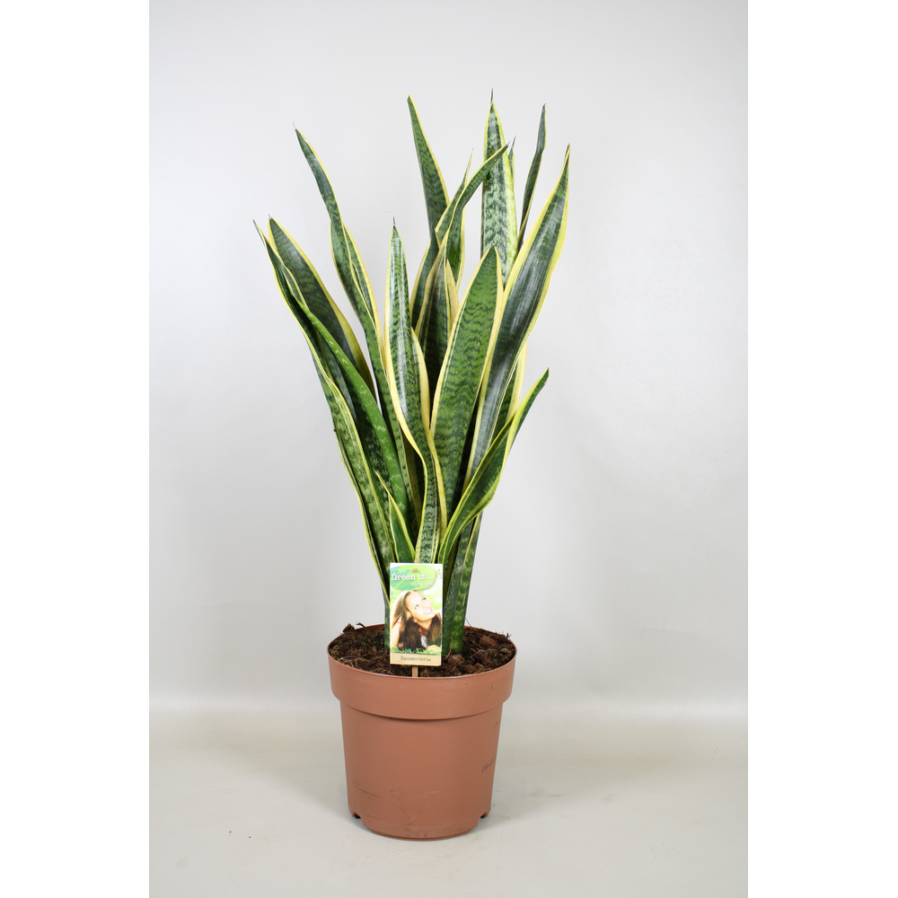 Sansevieria Laurentii.