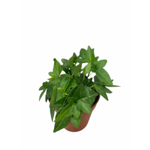Hedera helix Shamrock.