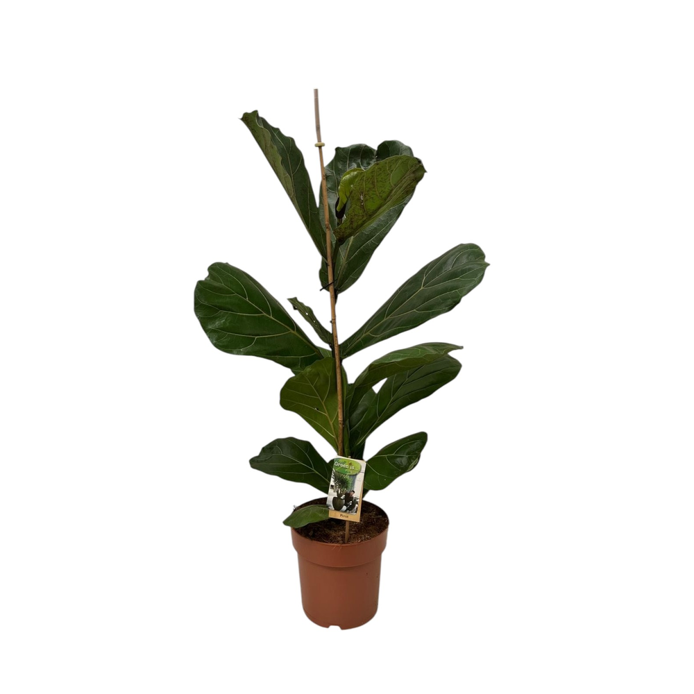 Ficus lyrata - hoogte 100-110.