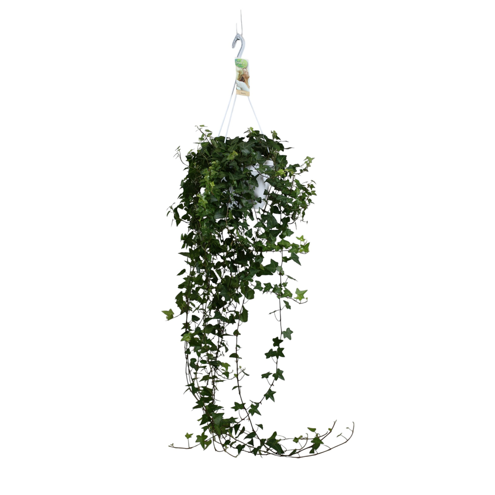 Hedera helix Anna - hang/XXL.
