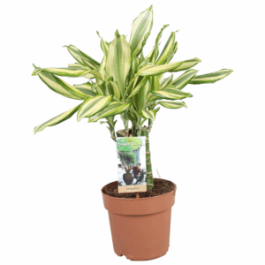 Dracaena Diamonddream carroussel.
